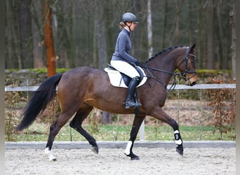 Tysk sporthäst, Sto, 6 år, 169 cm, Brun