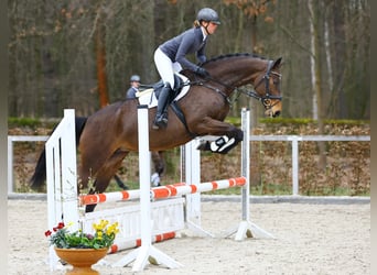 Tysk sporthäst, Sto, 6 år, 169 cm, Brun