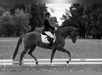 Tysk sporthäst, Sto, 6 år, 170 cm, fux