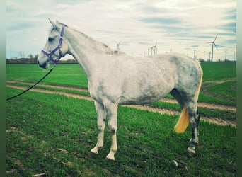 Tysk sporthäst, Sto, 6 år, 170 cm, Grå