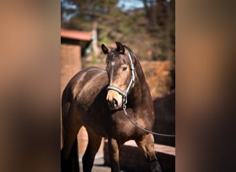 Tysk sporthäst, Sto, 6 år, 170 cm, Gulbrun