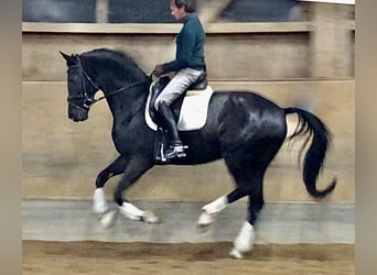 Tysk sporthäst, Sto, 6 år, 170 cm, Svart