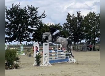 Tysk sporthäst, Sto, 6 år, 171 cm, Grå