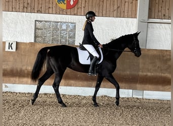 Tysk sporthäst, Sto, 6 år, 172 cm, Svart