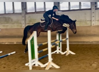 Tysk sporthäst, Sto, 7 år, 165 cm, Brun