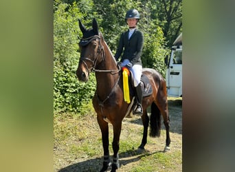Tysk sporthäst, Sto, 7 år, 167 cm, Brun
