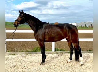 Tysk sporthäst, Sto, 7 år, 168 cm, Mörkbrun