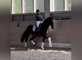 Tysk sporthäst, Sto, 7 år, 168 cm, Rökfärgad svart