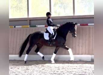 Tysk sporthäst, Sto, 7 år, 168 cm, Rökfärgad svart