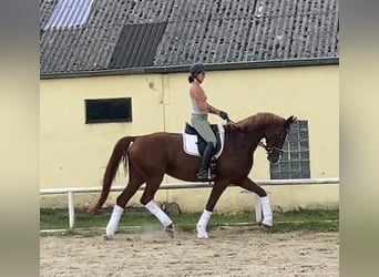 Tysk sporthäst, Sto, 7 år, 170 cm, fux