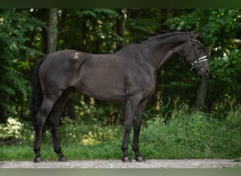 Tysk sporthäst, Sto, 7 år, 170 cm, Rökfärgad svart