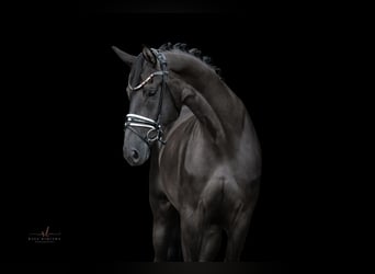 Tysk sporthäst, Sto, 7 år, 170 cm, Rökfärgad svart