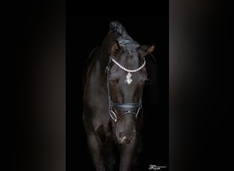Tysk sporthäst, Sto, 7 år, 171 cm, Svart