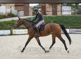 Tysk sporthäst, Sto, 7 år, 172 cm, Brun