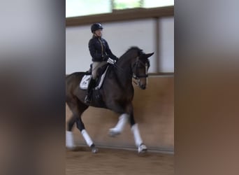 Deutsches Sportpferd, Stute, 7 Jahre, 178 cm, Brauner