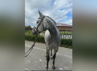 Tysk sporthäst, Sto, 7 år, 181 cm, Grå