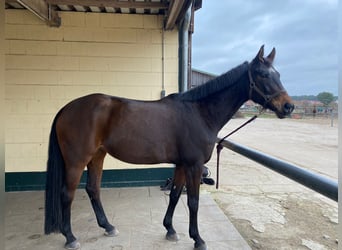 Tysk sporthäst, Sto, 8 år, 162 cm, Mörkbrun