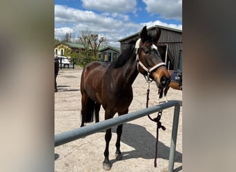 Tysk sporthäst, Sto, 8 år, 162 cm, Mörkbrun