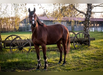 Tysk sporthäst, Sto, 8 år, 165 cm, Brun
