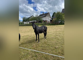 Tysk sporthäst, Sto, 8 år, 167 cm, Svart