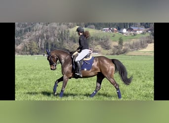 Tysk sporthäst, Sto, 9 år, 168 cm, Rökfärgad svart