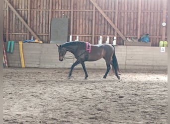 Tysk sporthäst, Sto, 9 år, 170 cm, Mörkbrun
