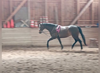 Tysk sporthäst, Sto, 9 år, 170 cm, Mörkbrun