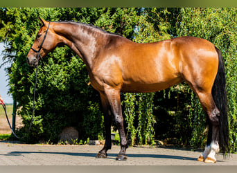 Tysk sporthäst, Sto, 9 år, 175 cm, Mörkbrun