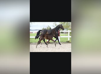 Tysk sporthäst, Sto, Föl (01/2024), Mörkbrun