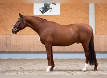 Tysk sporthäst, Valack, 10 år, 168 cm, fux