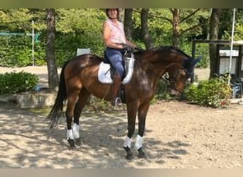 Deutsches Sportpferd, Wallach, 10 Jahre, 172 cm, Brauner