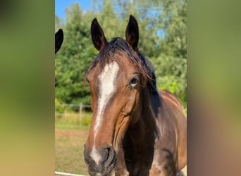 Tysk sporthäst, Valack, 11 år, 168 cm, Mörkbrun