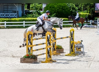 Tysk sporthäst, Valack, 11 år, 172 cm, Grå