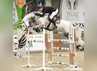 Tysk sporthäst, Valack, 11 år, 172 cm, Grå