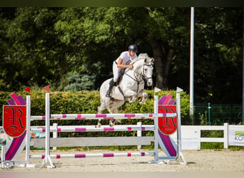 Tysk sporthäst, Valack, 11 år, 172 cm, Grå