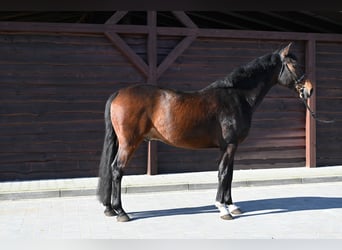 Tysk sporthäst, Valack, 12 år, 168 cm, Brun