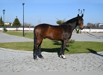Tysk sporthäst, Valack, 12 år, 168 cm, Brun