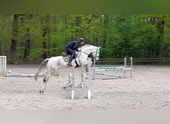 Tysk sporthäst, Valack, 12 år, 174 cm, Grå