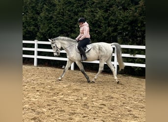 Tysk sporthäst, Valack, 13 år, 170 cm, Grå