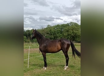 Tysk sporthäst, Valack, 2 år, 162 cm, Brun