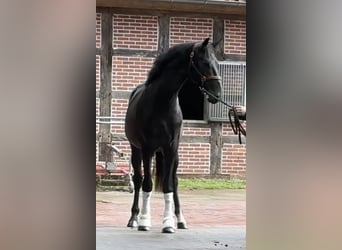 Tysk sporthäst, Valack, 2 år, 167 cm, Grå