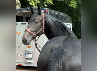 Tysk sporthäst, Valack, 2 år, 167 cm, Grå