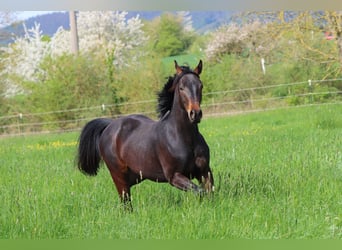 Tysk sporthäst, Valack, 2 år, 167 cm, Mörkbrun
