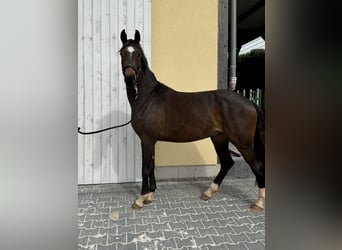Tysk sporthäst, Valack, 3 år, 165 cm, Mörkbrun