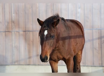 Tysk sporthäst, Valack, 3 år, 166 cm, Brun