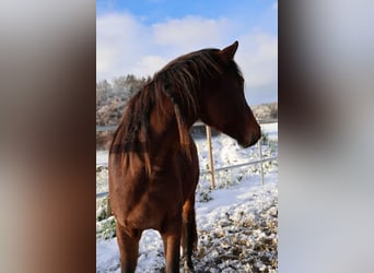 Tysk sporthäst, Valack, 3 år, 166 cm, Brun