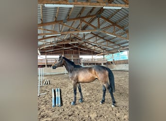 Tysk sporthäst, Valack, 3 år, 167 cm, Mörkbrun