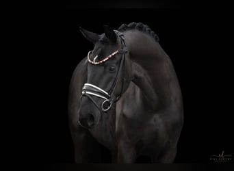 Tysk sporthäst, Valack, 3 år, 168 cm, Svart