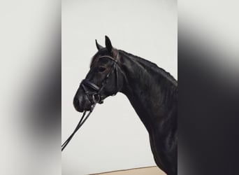 Tysk sporthäst, Valack, 3 år, 169 cm, Grå-mörk-brun