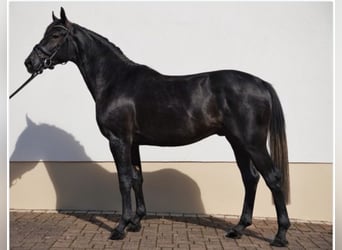 Tysk sporthäst, Valack, 3 år, 169 cm, Grå-mörk-brun